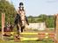 Haflinger Holly