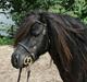 Anden særlig race Sylvester <3 (Gl. passer)