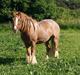 Irish Cob Lennys Boy