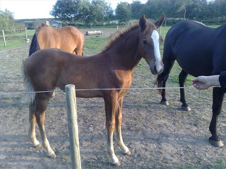 DSP Zacho's Zaciel (Bette-lort) - billed taget D. 9-8-10 hun bliver bare så stor :) billede 2