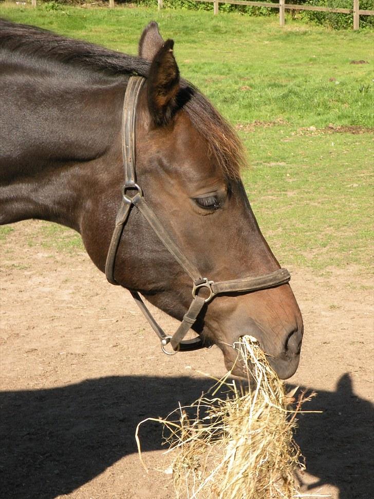 Oldenborg Zey - Et af de første billeder jeg tog af dyret:) Zey ELSKER mad;-) Juni 2009. Foto: Mig billede 2