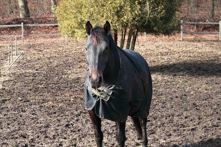 Oldenborg Zey - Forårs Bobs <3 Marts 2011. Foto: Mig billede 4