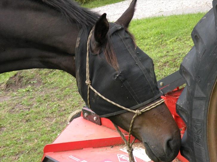 Oldenborg Zey - "Næh! Det er en traktor!" August 2010. Foto: Mig billede 10