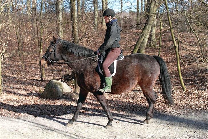 Oldenborg Zey - Skovtur på en lettere overvægtig Zey. Marts 2011. Foto: Far billede 11