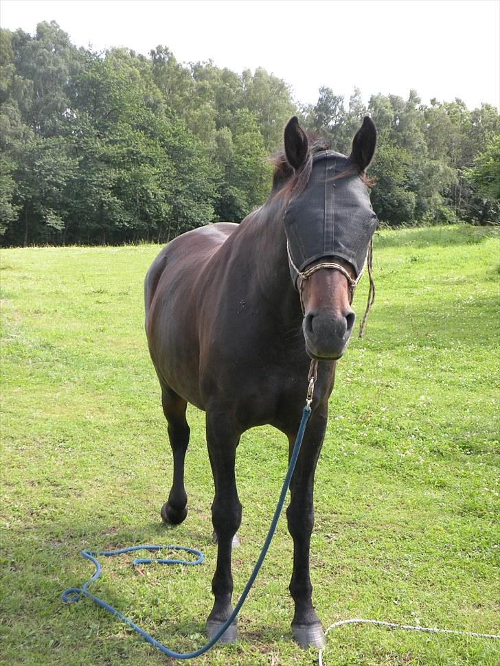 Oldenborg Zey - Fordi Zey ser så fandens intelligent ud med fluenet:D August 2010. Foto: Mig billede 12