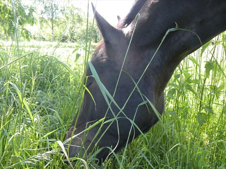 Oldenborg Zey - Bobs på fold:D Juli 2010. Foto: Mig billede 15