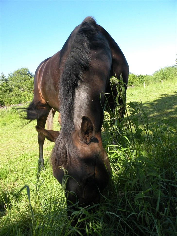 Oldenborg Zey - Elsker himlen, elsker græsset, elsker hesten<3 Juli 2010. Foto: Mig billede 19
