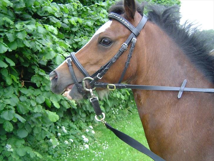 Anden særlig race Hannibal †  R.I.P  †  - Så er vildhesten på spil igen  <33 billede 3