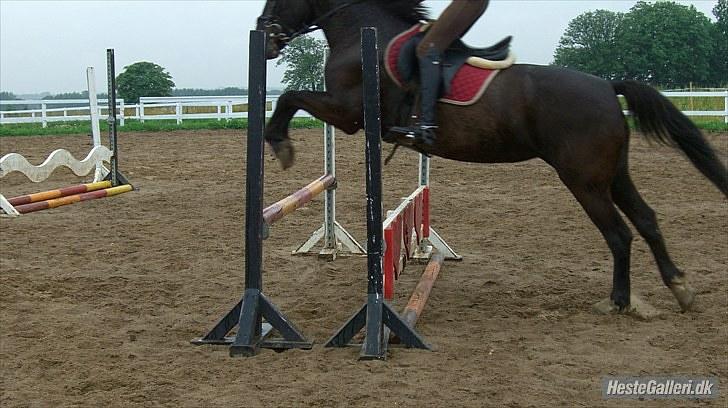 Anden særlig race Vanessa.* Red* - Springundervisning <3 :P billede 4