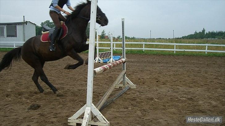 Anden særlig race Vanessa.* Red* - Springundervisning <3 :P billede 5