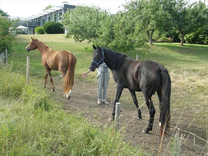 Hannoveraner Sarilida - På sommergræs, 2/8 10 billede 9