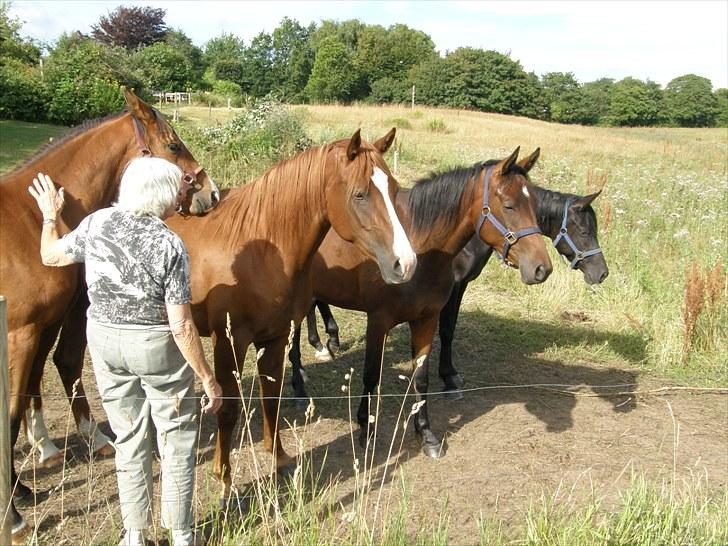 Trakehner Chopinja - Snakker med mine plage, Chopinja, Noisette, Chopaja og Sarilida. 2/8 10 billede 7