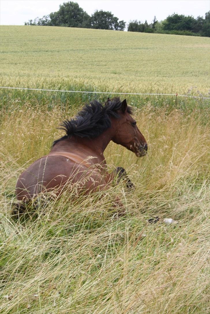 Traver Gismo Silk - I will stand by you side, even if you falls <3  billede 5