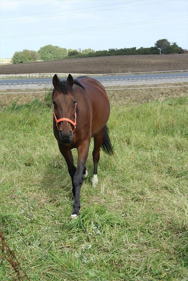 Traver Gismo Silk - Somebody have to learn eachother for a long time, I just have to look into your eyes <3 billede 9