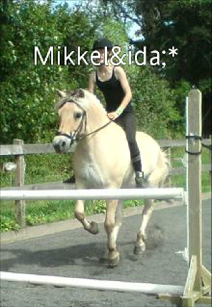 Fjordhest Mikkel! *SOLGT* :'( - uden saddel d: billede 9