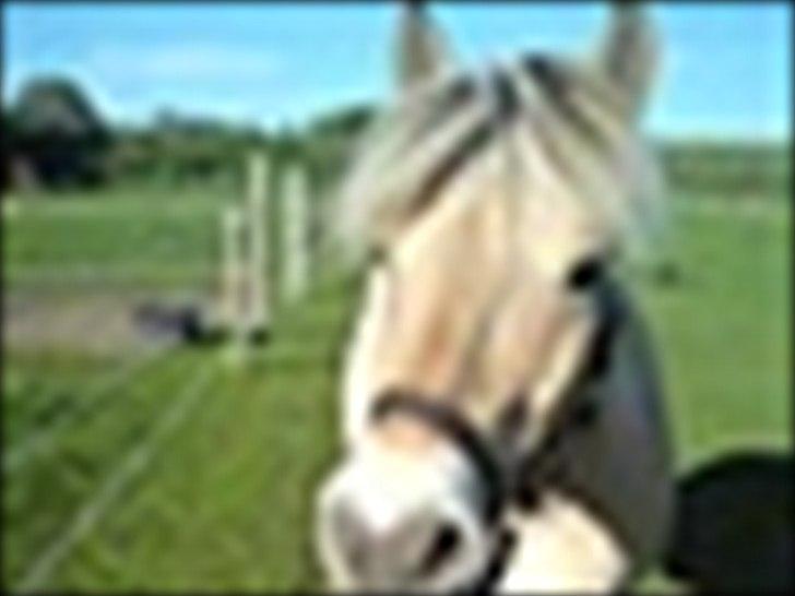 Fjordhest Mikkel! *SOLGT* :'( - Hej hej :D billede 10