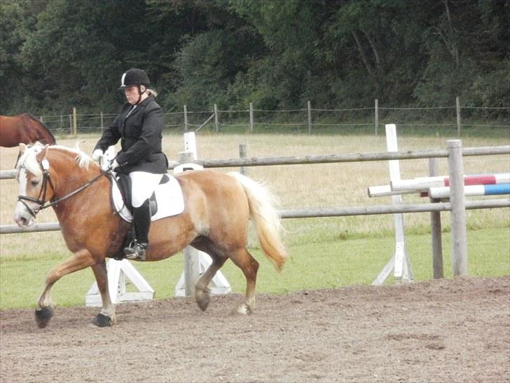 Haflinger Koldbakkens Hertz - vores første stævne, vi red til 62% i LD2 og LC1, super godt og især da hun havde stået halt op til stævnet, tirsdag før stævnet var hun  til Kiropraktor og massør og det gjorde at hun nåede at blive klar, helt super . billede 14