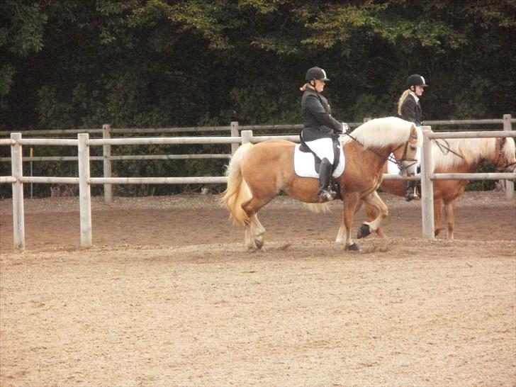 Haflinger Koldbakkens Hertz billede 15