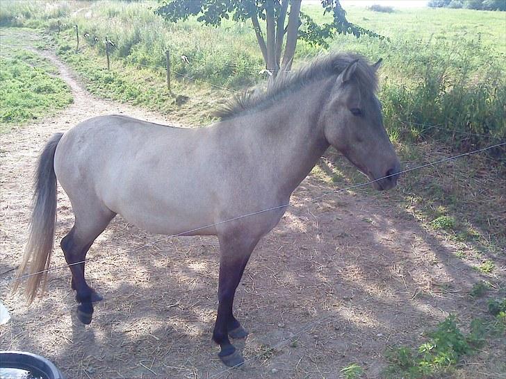 Islænder Frenja fra Boskovhus billede 8