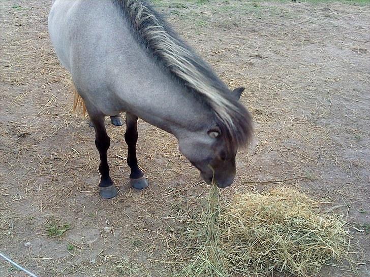 Islænder Frenja fra Boskovhus billede 9