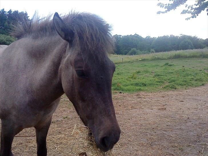 Islænder Frenja fra Boskovhus billede 10
