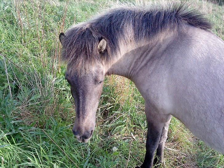 Islænder Frenja fra Boskovhus billede 12