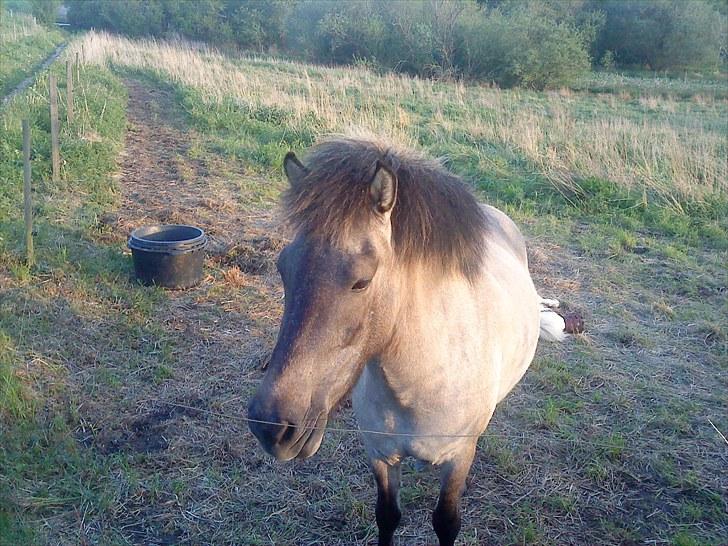 Islænder Frenja fra Boskovhus billede 13