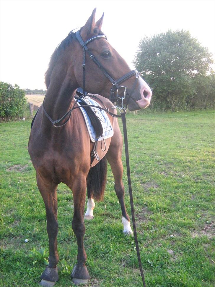 Svensk Varmblod Cordino R.I.P billede 10