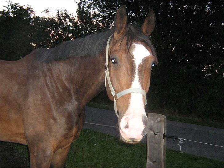 Svensk Varmblod Cordino R.I.P billede 15