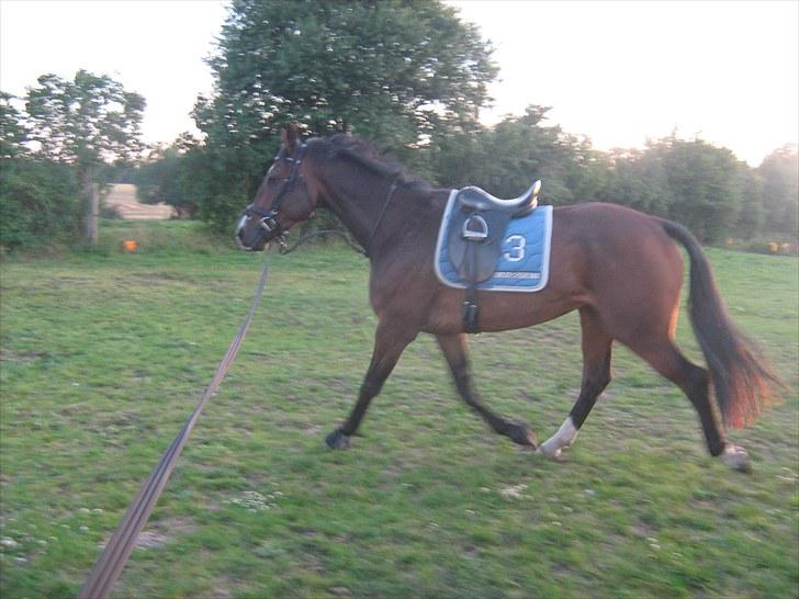 Svensk Varmblod Cordino R.I.P billede 6