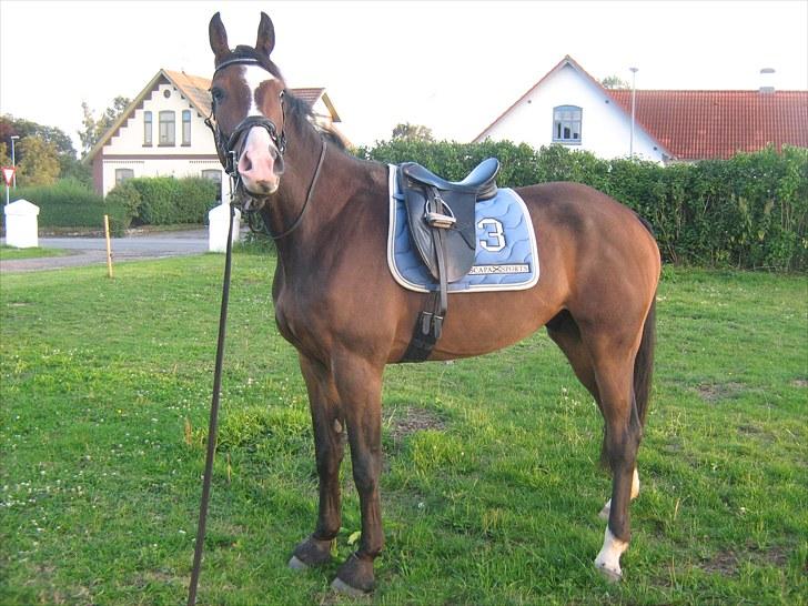 Svensk Varmblod Cordino R.I.P billede 4