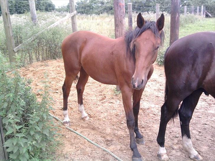 Anden særlig race Charmeur billede 7