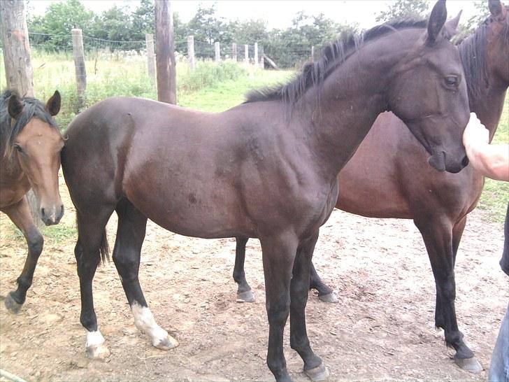 Anden særlig race Marquis billede 10