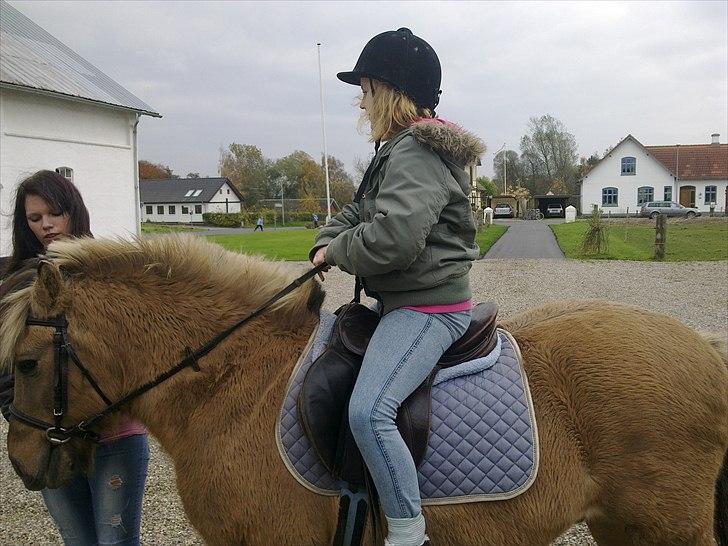 Anden særlig race Bølle billede 1