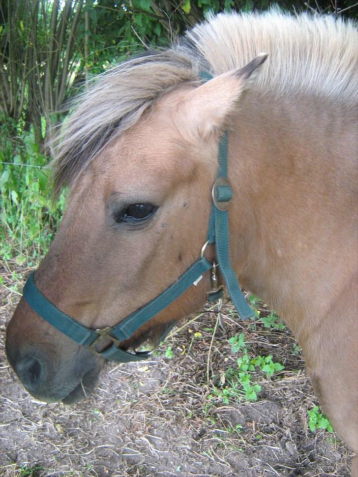 Anden særlig race Bølle billede 3
