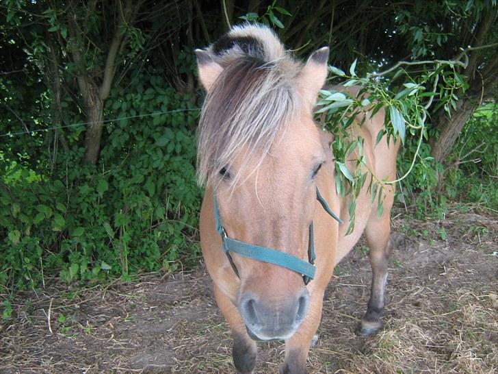 Anden særlig race Bølle billede 4