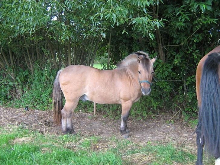 Anden særlig race Bølle billede 5
