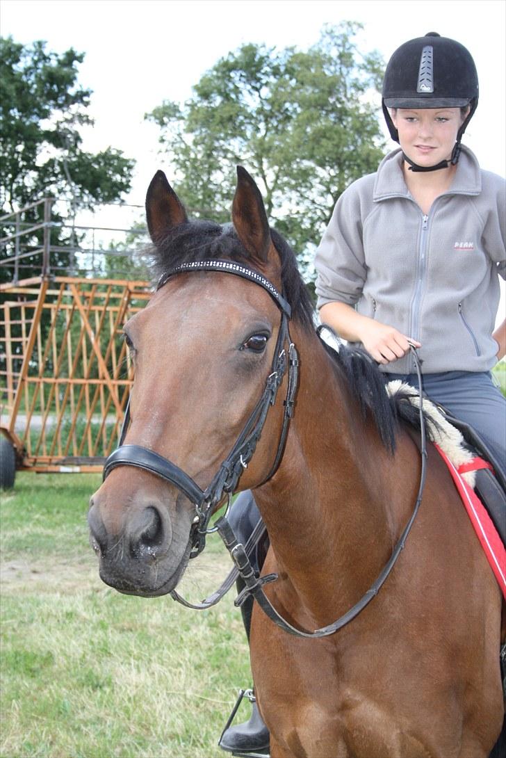 Traver Gismo Silk - Samarbejde tager lang tid at bygge op mellem to væsener. Mange kampe skal tages og følges til ende, nogle når aldrig til enden og giver op på halvejen mens andre kæmper og kan smile stort når de når enden..  billede 2