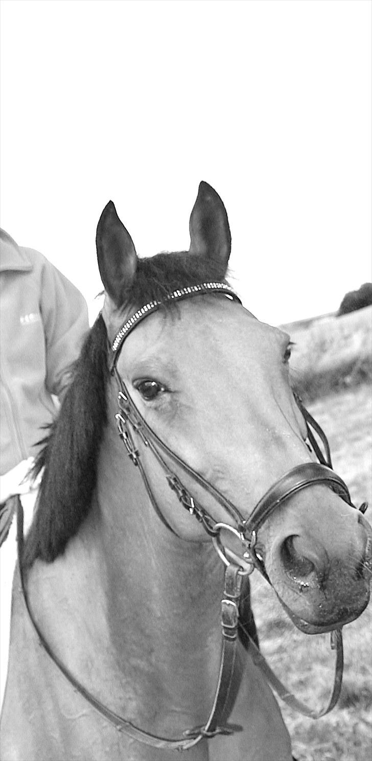 Traver Gismo Silk - For verden er du måske bare en hest, men for mig er du hele verden.  billede 4