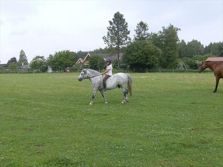Welsh Mountain (sec A) Pegasus - 9 år billede 1