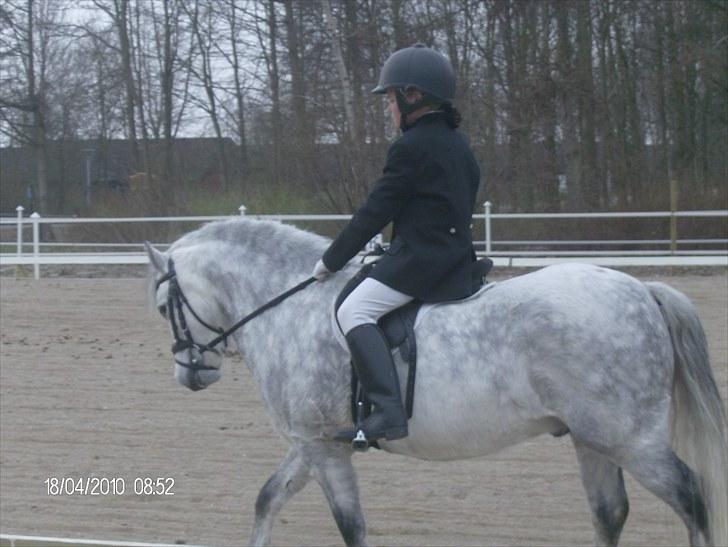 Welsh Mountain (sec A) Pegasus - 10 år billede 2