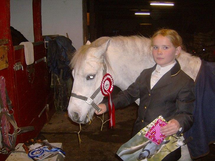Welsh Mountain (sec A) Pegasus - 10 år billede 3
