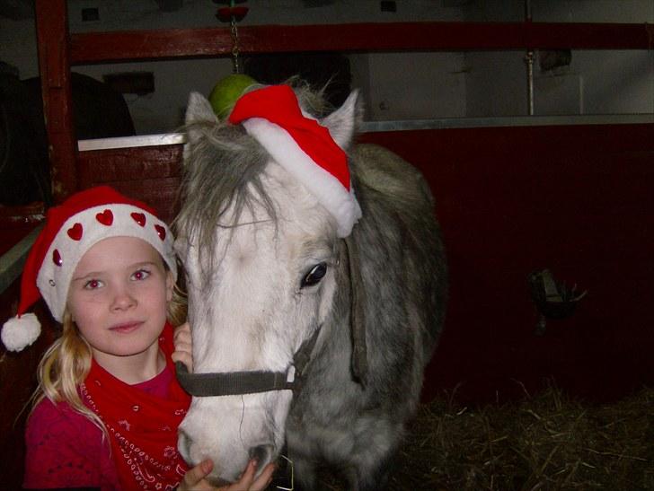 Welsh Mountain (sec A) Pegasus - 9 år billede 4