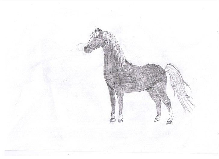 Welsh Mountain (sec A) Pegasus - 7 år billede 5