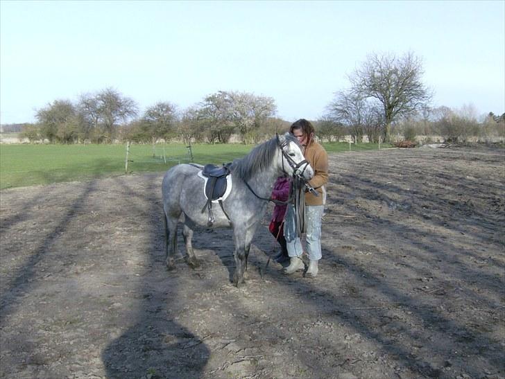 Welsh Mountain (sec A) Pegasus - 8 år billede 6