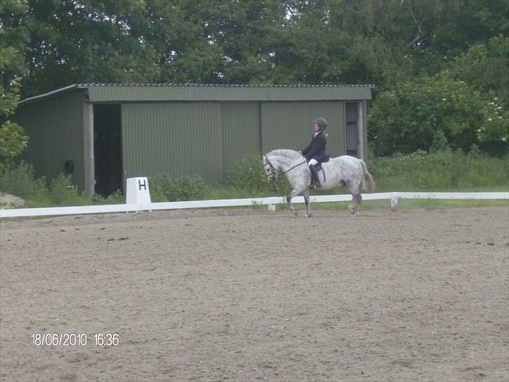 Welsh Mountain (sec A) Pegasus - 10 år billede 7