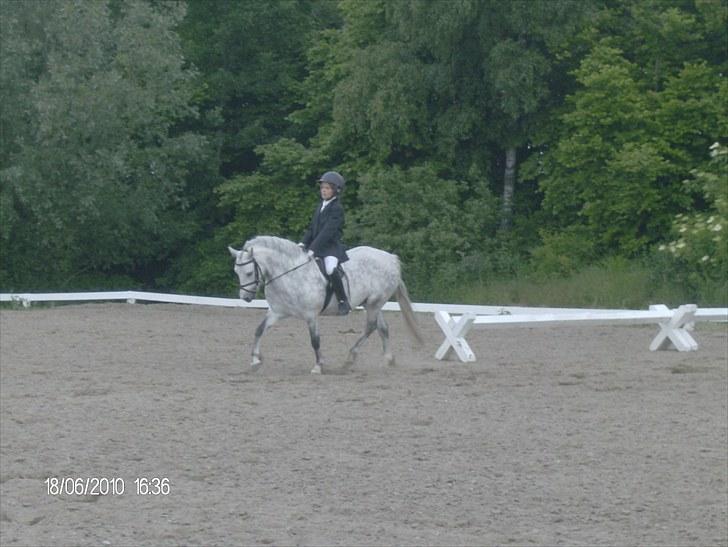 Welsh Mountain (sec A) Pegasus - 10 år billede 8