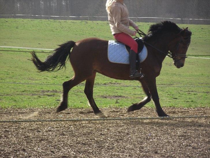 New Forest Bakkegårdens Pink Aline  - 8* hygge ridning billede 8