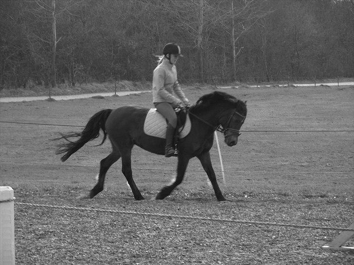 New Forest Bakkegårdens Pink Aline  - 9* billede 9