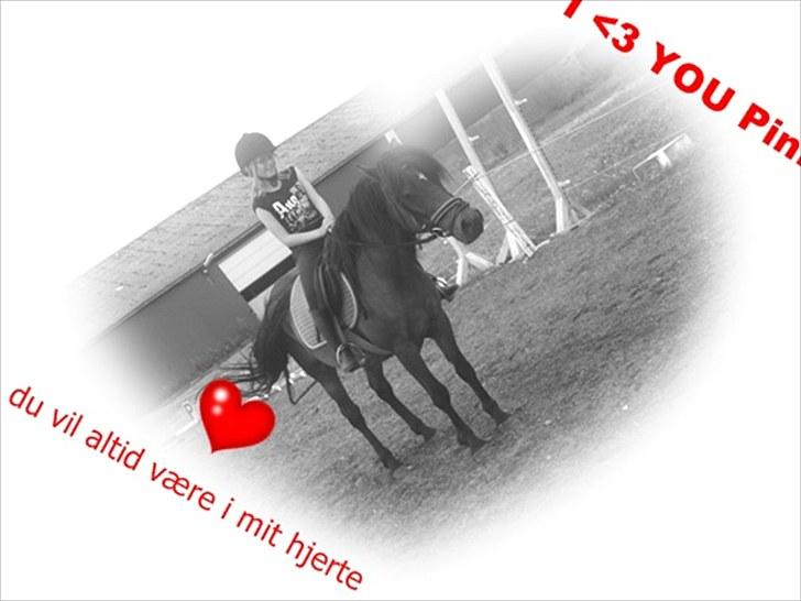 New Forest Bakkegårdens Pink Aline  - 10* dette billede siger mere en 1000 ord billede 10